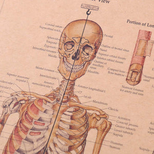 The Skeletal System Poster - whimsyandever